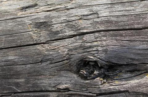 The old wood texture with natural patterns. Inside the tree background. Old g Stock Photos