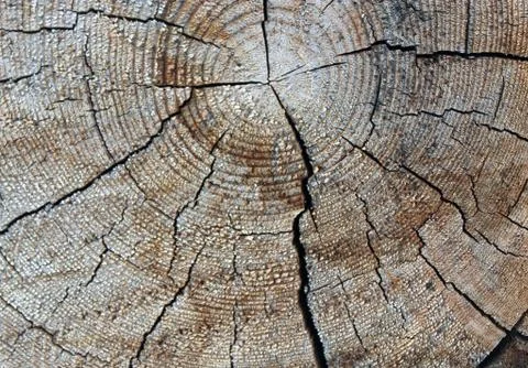 The old wood texture with natural patterns. Cross-section of the old tree Stock Photos
