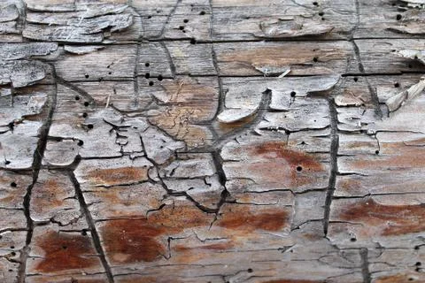 The old wood texture with natural patterns. Inside the tree background. Old g Stock Photos