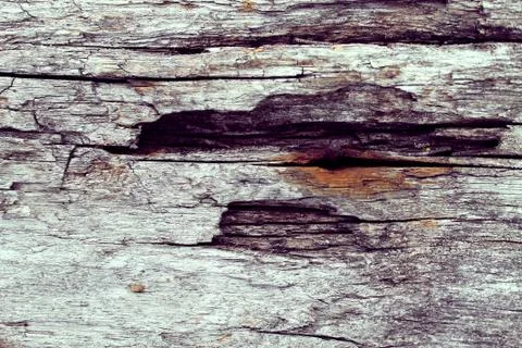 The old wood texture with natural patterns. Inside the tree background. Old g Stock Photos