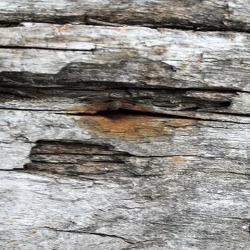 The old wood texture with natural patterns. Inside the tree background. Old g Stock Photos