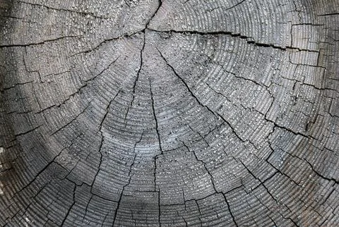The old wood texture with natural patterns. Cross-section of the old tree Stock Photos