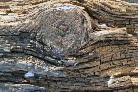 The old wood texture with natural patterns. Inside the tree background. Old Stock Photos