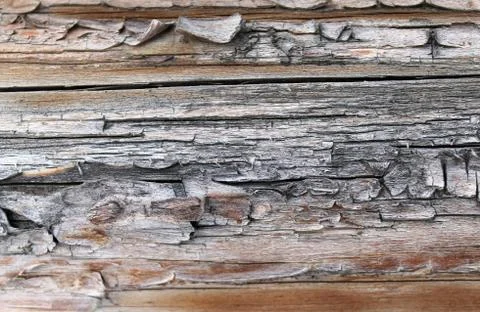 The old wood texture with natural patterns. Inside the tree background. Old Stock Photos