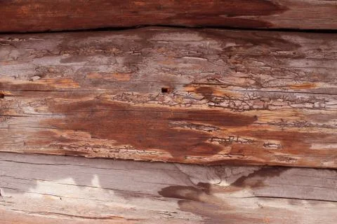 The old wood texture with natural patterns. Inside the tree background. Old g Stock Photos