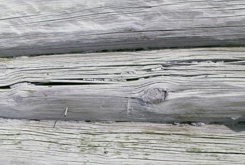 The old wood texture with natural patterns. Inside the tree background. Old g Stock Photos