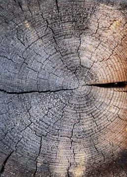 The old wood texture with natural patterns. Cross-section of the old tree Stock Photos