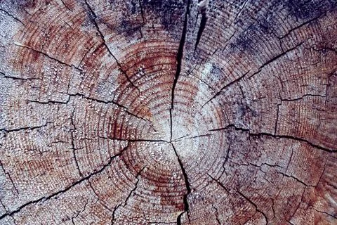 The old wood texture with natural patterns. Cross-section of the old tree Stock Photos
