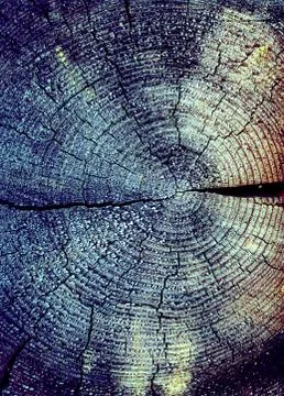 The old wood texture with natural patterns. Cross-section of the old tree Stock Photos