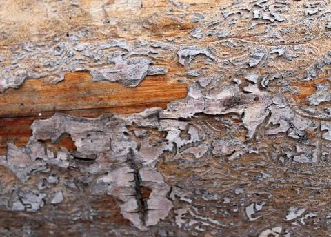 The old wood texture with natural patterns. Inside the tree background. Old Stock Photos