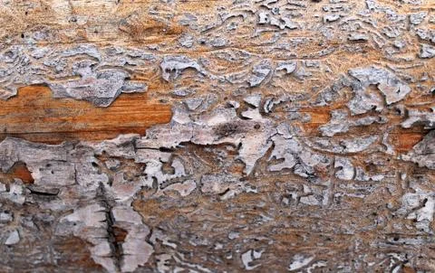 The old wood texture with natural patterns. Inside the tree background. Old Stock Photos