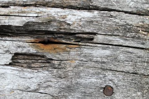 The old wood texture with natural patterns. Inside the tree background. Old Stock Photos
