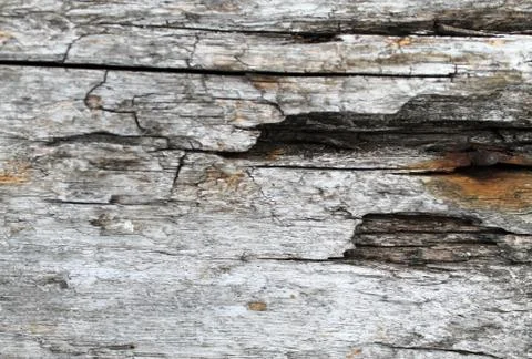 The old wood texture with natural patterns. Inside the tree background. Old Stock Photos