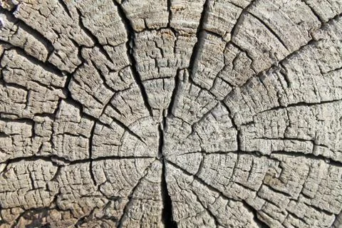 The old wood texture with natural patterns. Cross-section of the old tree Stock Photos