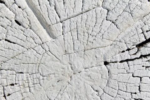 The old wood texture with natural patterns. Cross-section of the old tree Stock Photos