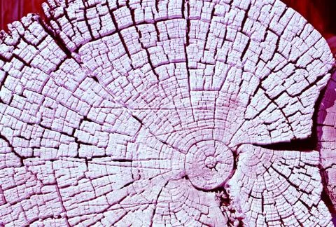 The old wood texture with natural patterns. Cross-section of the old tree Stock Photos