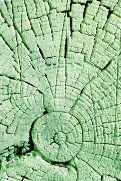 The old wood texture with natural patterns. Cross-section of the old tree Stock Photos