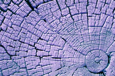 The old wood texture with natural patterns. Cross-section of the old tree Stock Photos