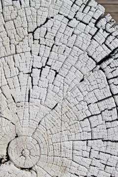 The old wood texture with natural patterns. Cross-section of the old tree Stock Photos
