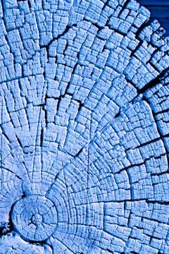 The old wood texture with natural patterns. Cross-section of the old tree Stock Photos