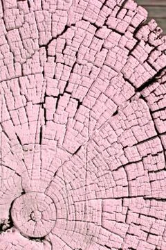 The old wood texture with natural patterns. Cross-section of the old tree Stock Photos