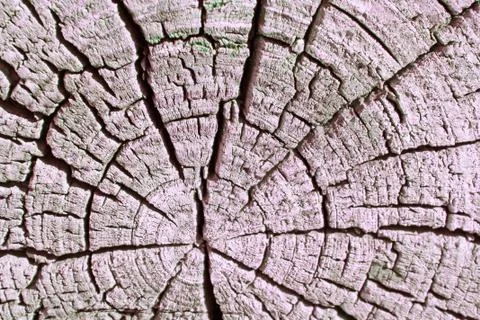 The old wood texture with natural patterns. Cross-section of the old tree Stock Photos