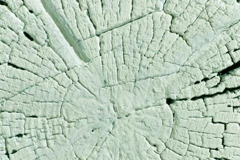 The old wood texture with natural patterns. Cross-section of the old tree Stock Photos