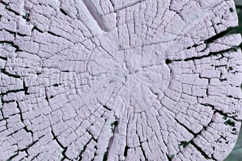 The old wood texture with natural patterns. Cross-section of the old tree Stock Photos