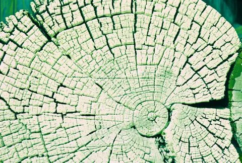 The old wood texture with natural patterns. Cross-section of the old tree Stock Photos