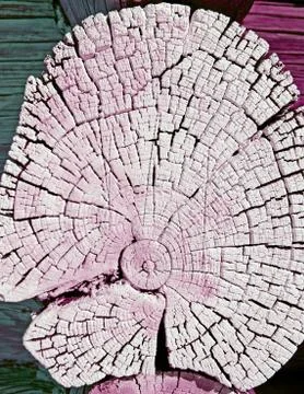 The old wood texture with natural patterns. Cross-section of the old tree Stock Photos