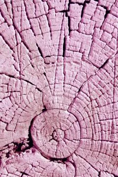 The old wood texture with natural patterns. Cross-section of the old tree Stock Photos