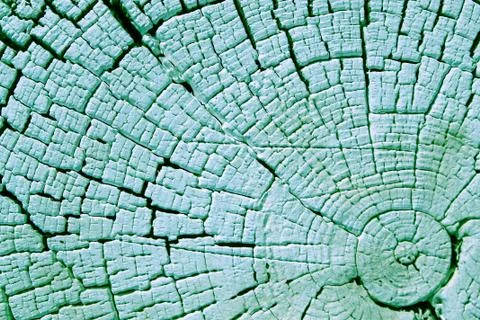 The old wood texture with natural patterns. Cross-section of the old tree Stock Photos