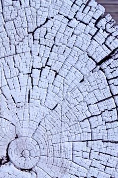 The old wood texture with natural patterns. Cross-section of the old tree Stock Photos