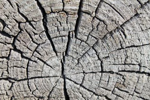 The old wood texture with natural patterns. Cross-section of the old tree Stock Photos
