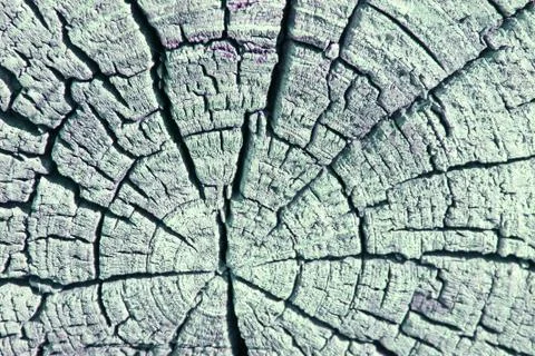 The old wood texture with natural patterns. Cross-section of the old tree Stock Photos