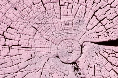 The old wood texture with natural patterns. Cross-section of the old tree Stock Photos