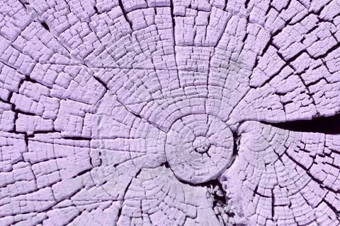The old wood texture with natural patterns. Cross-section of the old tree. Ab Stock Photos
