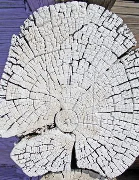 The old wood texture with natural patterns. Cross-section of the old tree. Ab Stock Photos