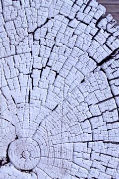 The old wood texture with natural patterns. Cross-section of the old tree. Ab Stock Photos