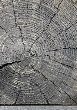 The old wood texture with natural patterns. Cross-section of the old tree Stock Photos
