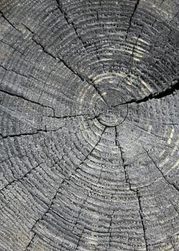 The old wood texture with natural patterns. Cross-section of the old tree Stock Photos