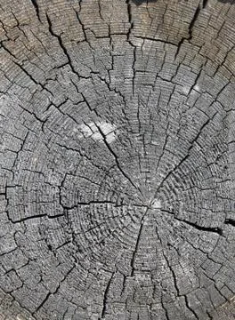 The old wood texture with natural patterns. Cross-section of the old tree Stock Photos