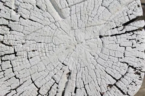 The old wood texture with natural patterns. Cross-section of the old tree. Ab Stock Photos