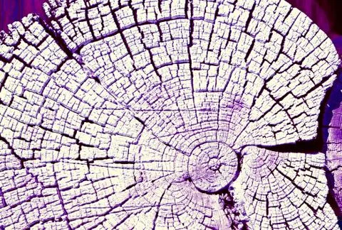 The old wood texture with natural patterns. Cross-section of the old tree. Ab Stock Photos