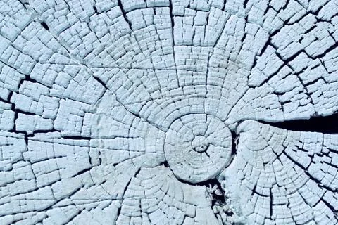 The old wood texture with natural patterns. Cross-section of the old tree. Ab Stock Photos