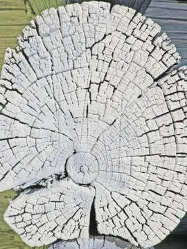 The old wood texture with natural patterns. Cross-section of the old tree. Ab Stock Photos