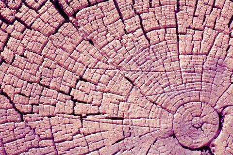 The old wood texture with natural patterns. Cross-section of the old tree. Ab Stock Photos