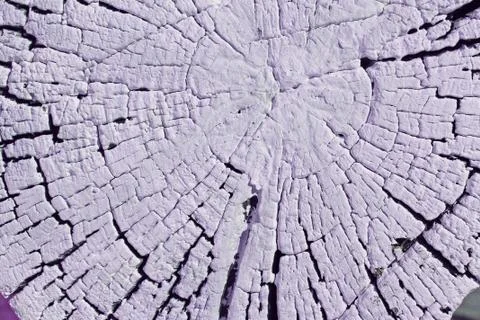 The old wood texture with natural patterns. Cross-section of the old tree. Ab Stock Photos
