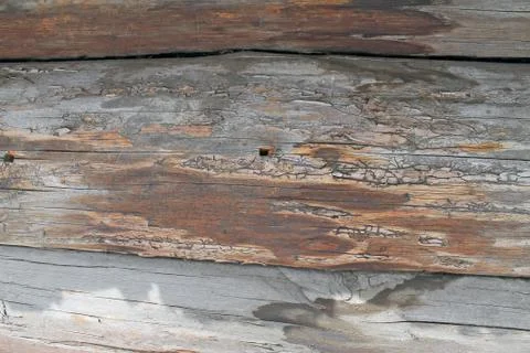 The old wood texture with natural patterns. Inside the tree background. Old g Stock Photos