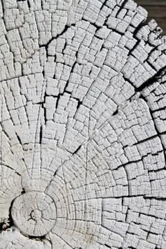 The old wood texture with natural patterns. Cross-section of the old tree. Ab Stock Photos